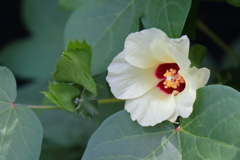 花散歩綿花