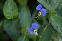 花散歩つゆくさ