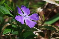 散歩道の花達17