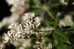 里山の植物ヒヨドリバナ
