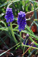 花散歩ムスカリ１