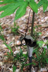 花散歩ウラシマソウ１