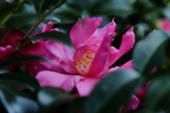 花散歩山茶花２