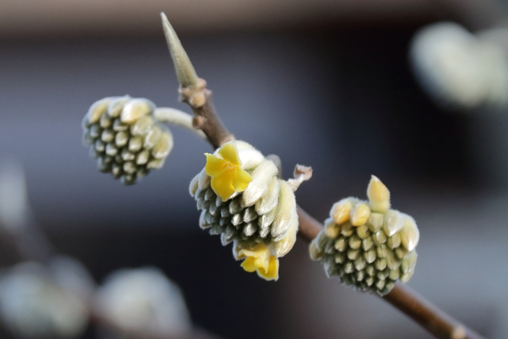 アッ咲き始めた1