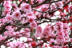 散歩道の花達10