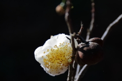 花散歩お茶1