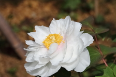 花散歩牡丹盛り２