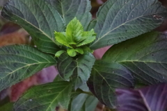 花散歩準備開始のあじさい