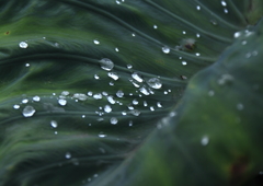 秋雨の後
