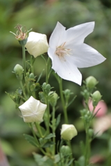 花散歩白桔梗縦