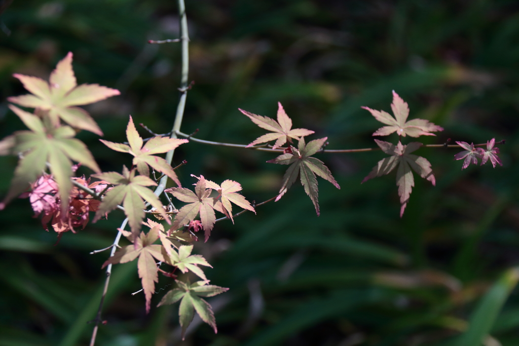 紅葉を見送って１