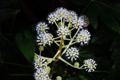 花散歩ヤツデ開花２