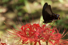 彼岸花とアゲハ２