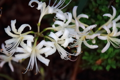 花散歩彼岸花白４