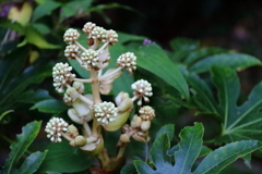 花散歩ヤツデ