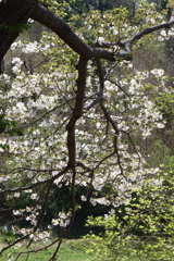 里山惜春3