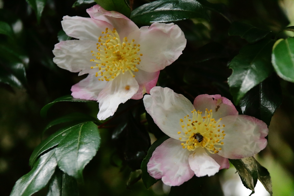 山茶花咲く頃２