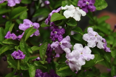 梅雨入り前ニオイバンマツリ２