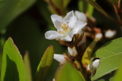 花散歩シャリンバイ