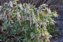 花散歩馬酔木1