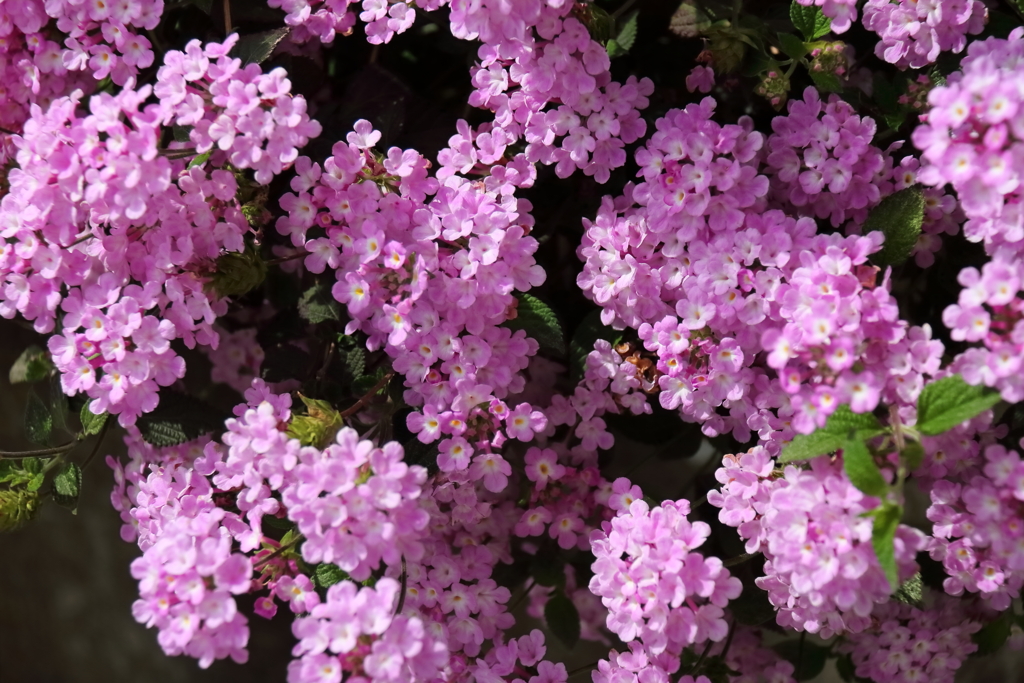 花散歩コバノランタナ