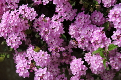 花散歩コバノランタナ