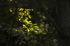 木漏れ日の煌めき