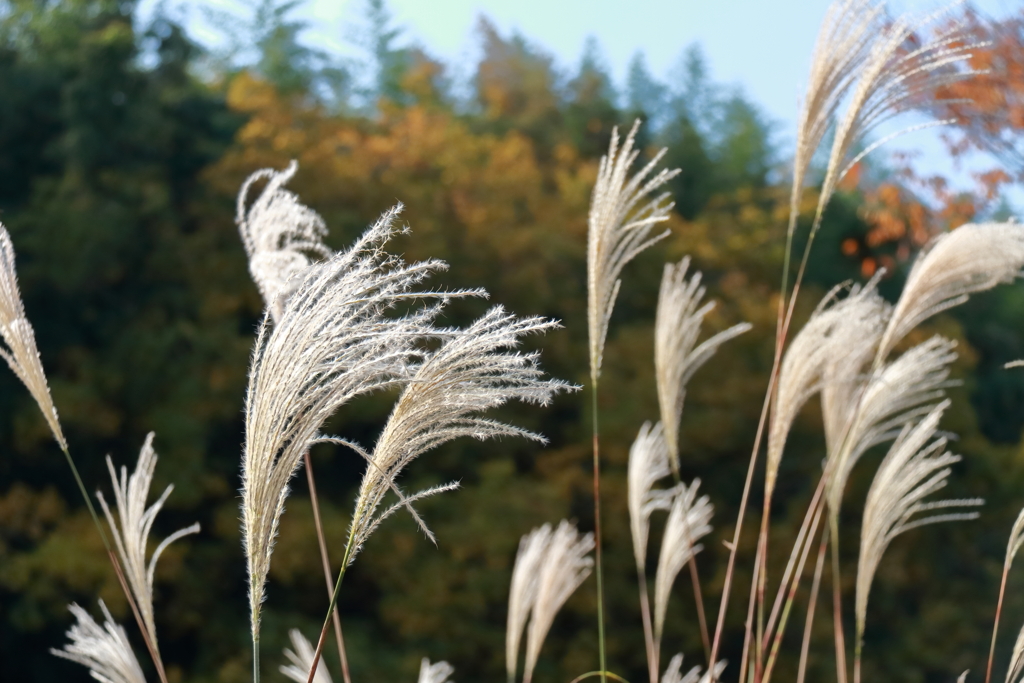 ススキと黄葉