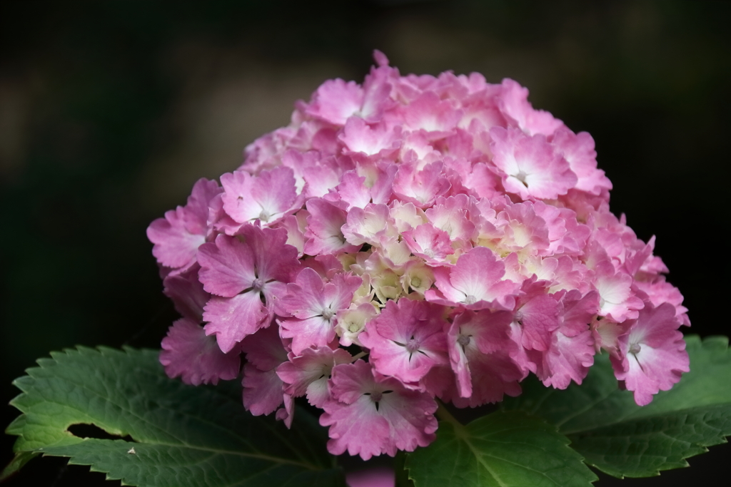 里山散歩紫陽花４