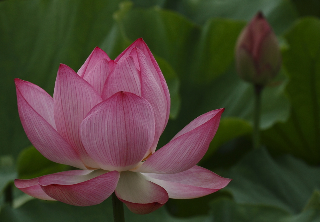 花の歳時記　蓮１