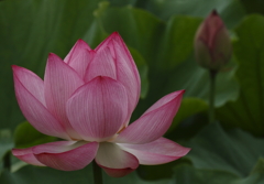 花の歳時記　蓮１