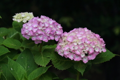 里山散歩紫陽花６