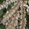 花の歳時記　アセビ１
