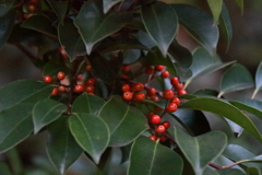 花散歩クロガネモチ