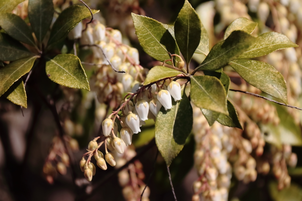 馬酔木も咲き始めた１