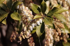馬酔木も咲き始めた１