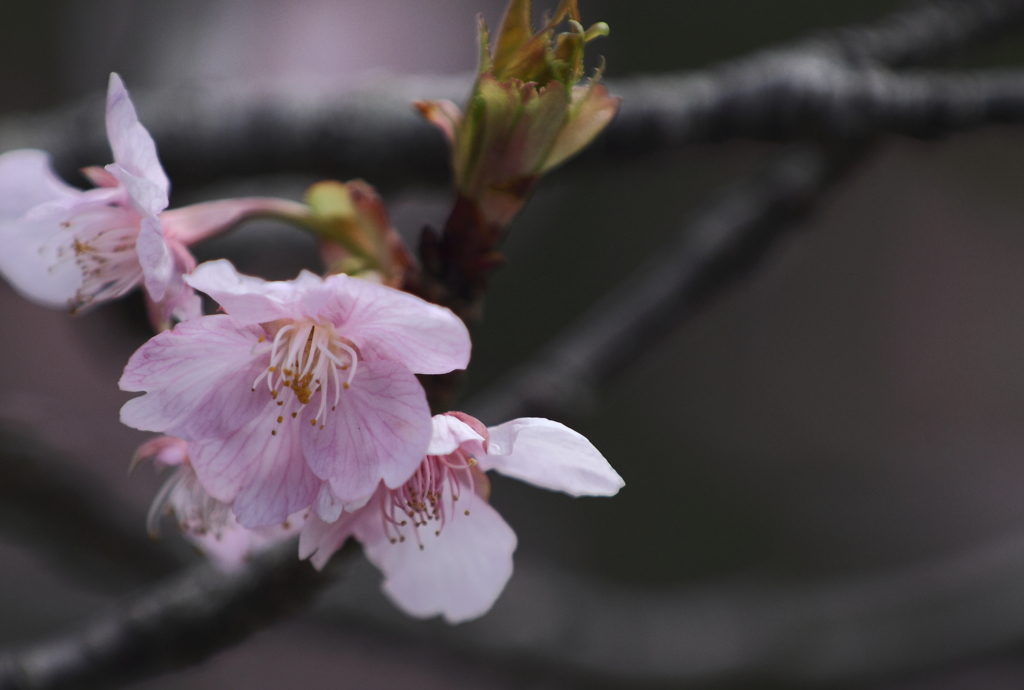 満開河津桜２