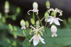 里山花散歩ヤマホトトギス