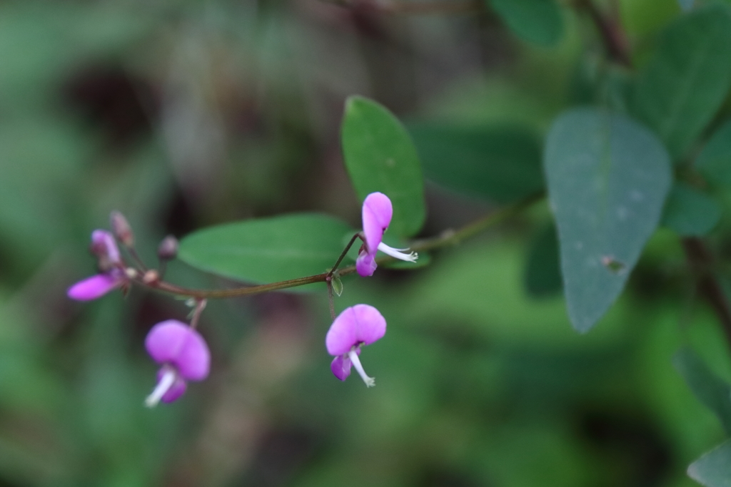 ヌスビトハギ２