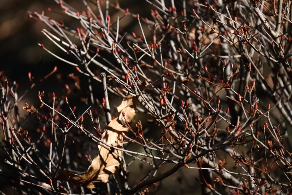 木の芽も膨らむ
