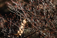 木の芽も膨らむ