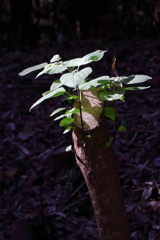 花散歩世代を繋ぐ