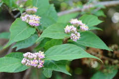 ムラサキシキブの花１