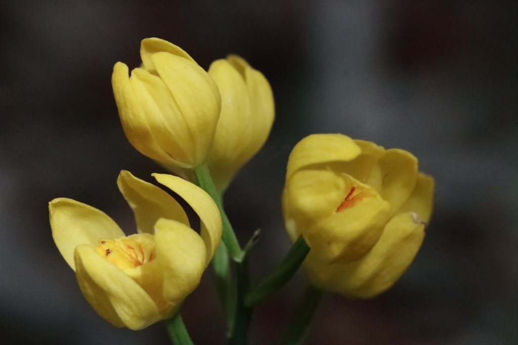 散歩道の野草達22