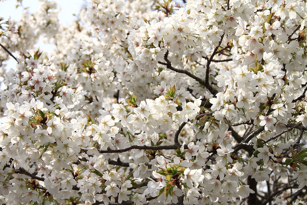 春光のオオシマザクラ4