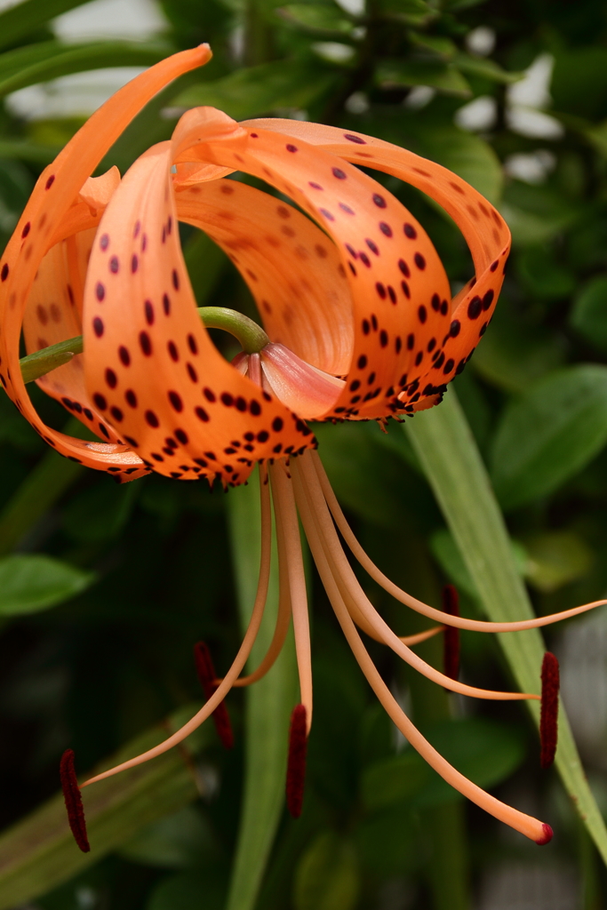 オニユリの咲く庭