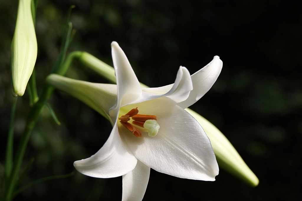 タカサゴユリの咲く散歩道