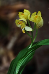 里山の野草キンラン２