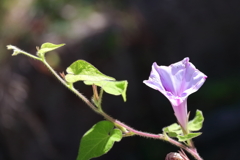 花散歩変化朝顔６