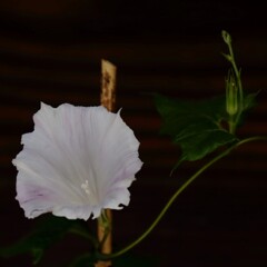変化朝顔5